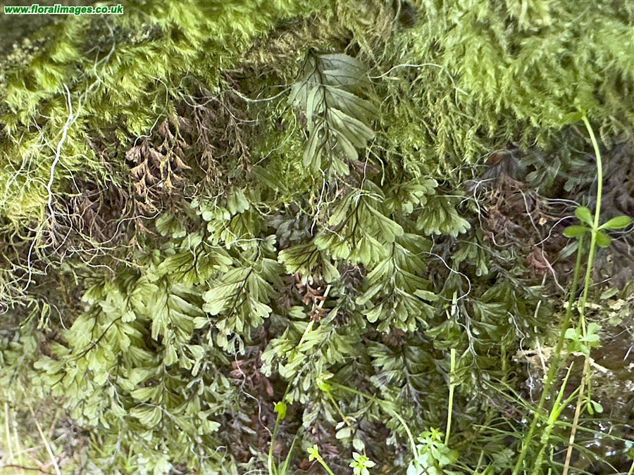 Hymenophyllum wilsonii