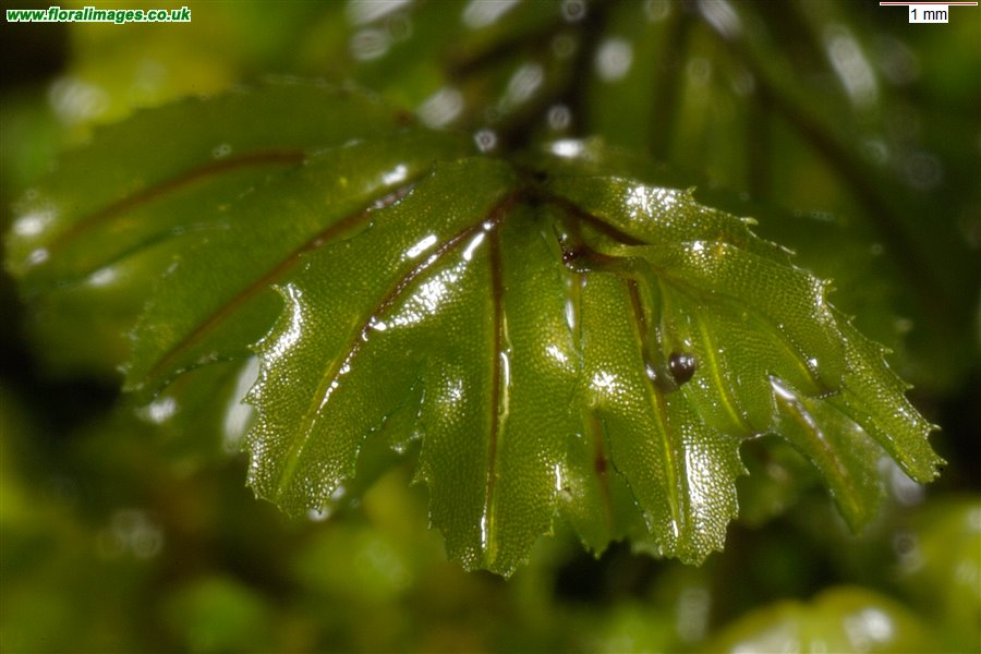 Hymenophyllum wilsonii