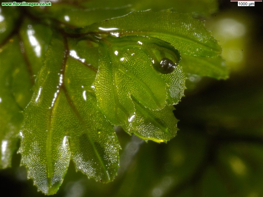 Hymenophyllum wilsonii