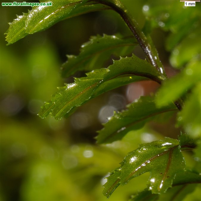 Hymenophyllum wilsonii