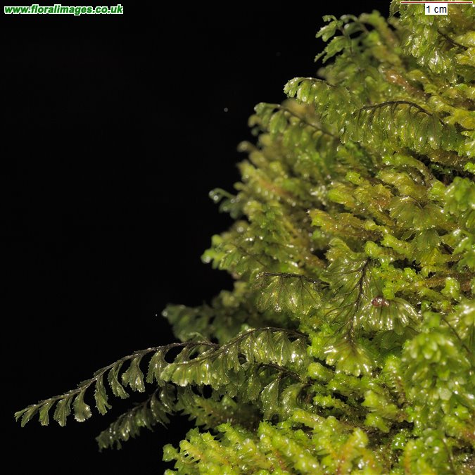 Hymenophyllum wilsonii