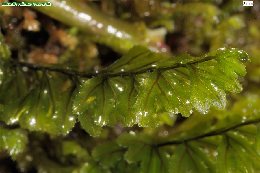 Hymenophyllum wilsonii