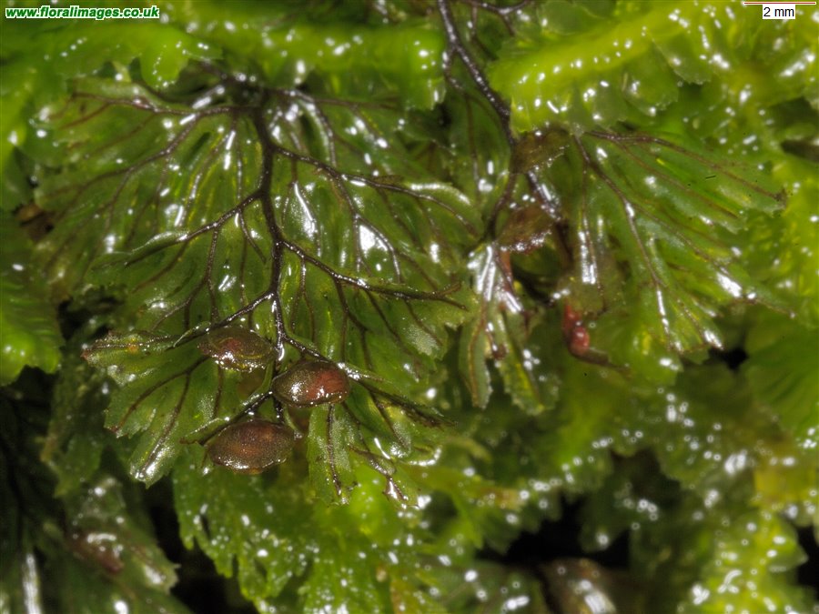 Hymenophyllum wilsonii