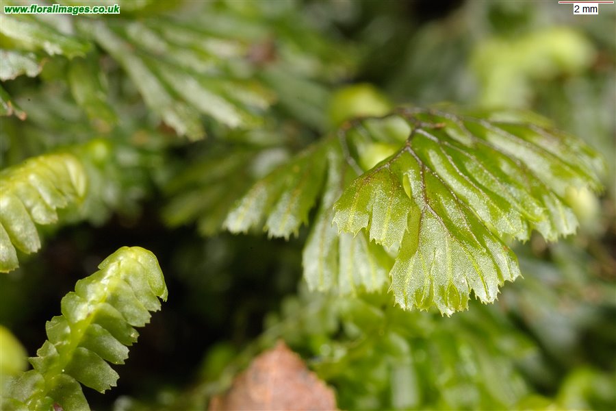 Hymenophyllum wilsonii