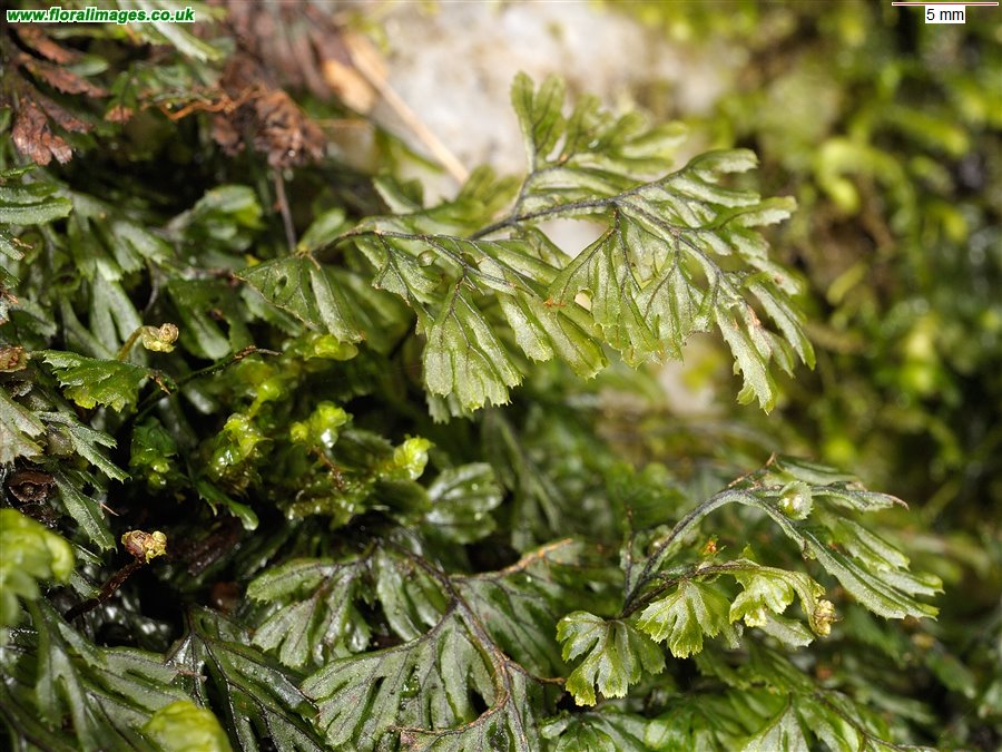 Hymenophyllum wilsonii