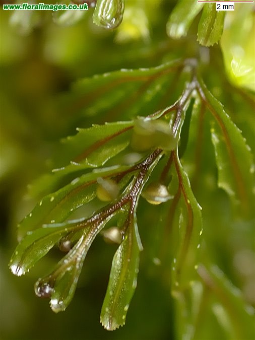 Hymenophyllum wilsonii