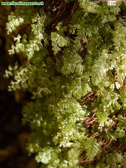 Hymenophyllum wilsonii