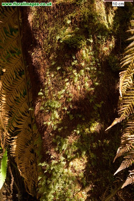 Hymenophyllum wilsonii