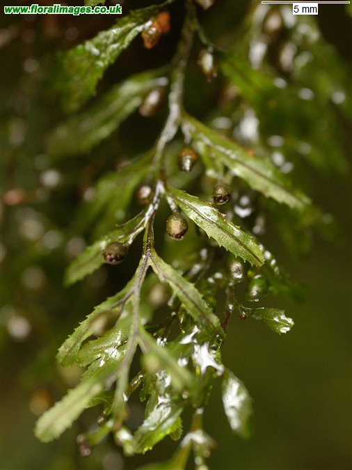 Hymenophyllum wilsonii