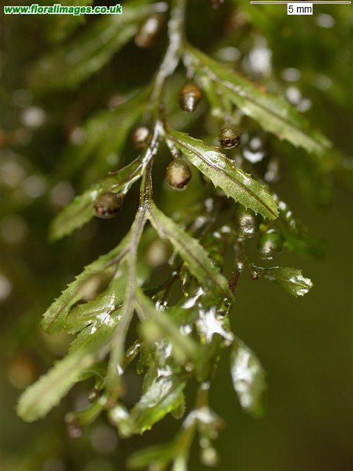 Hymenophyllum wilsonii