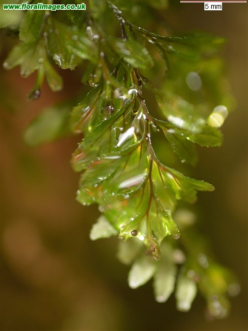 Hymenophyllum wilsonii