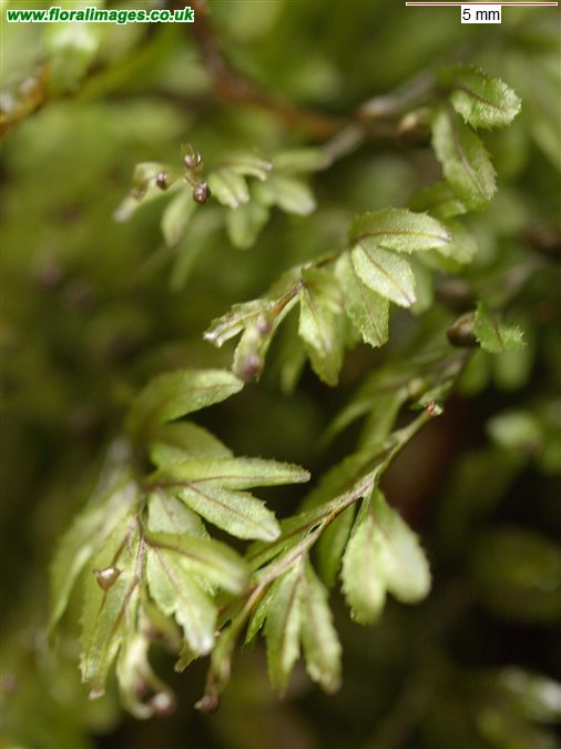 Hymenophyllum wilsonii