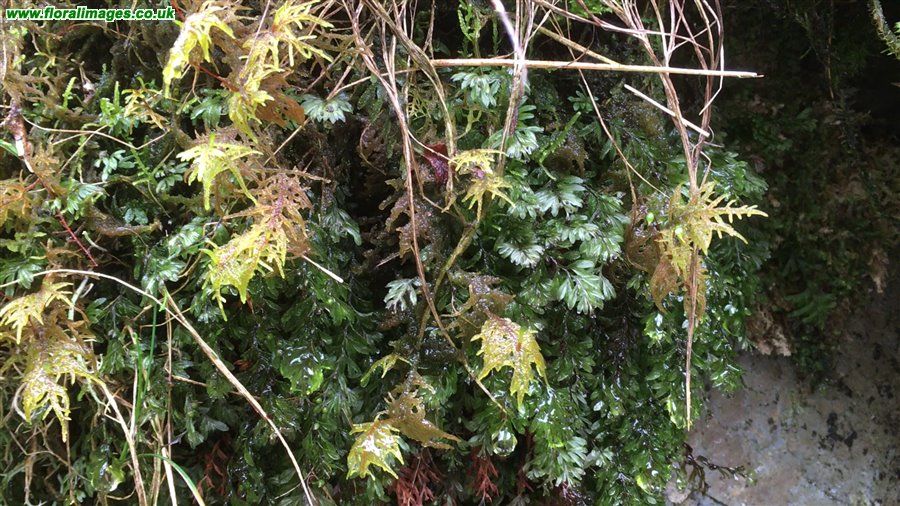 Hymenophyllum wilsonii