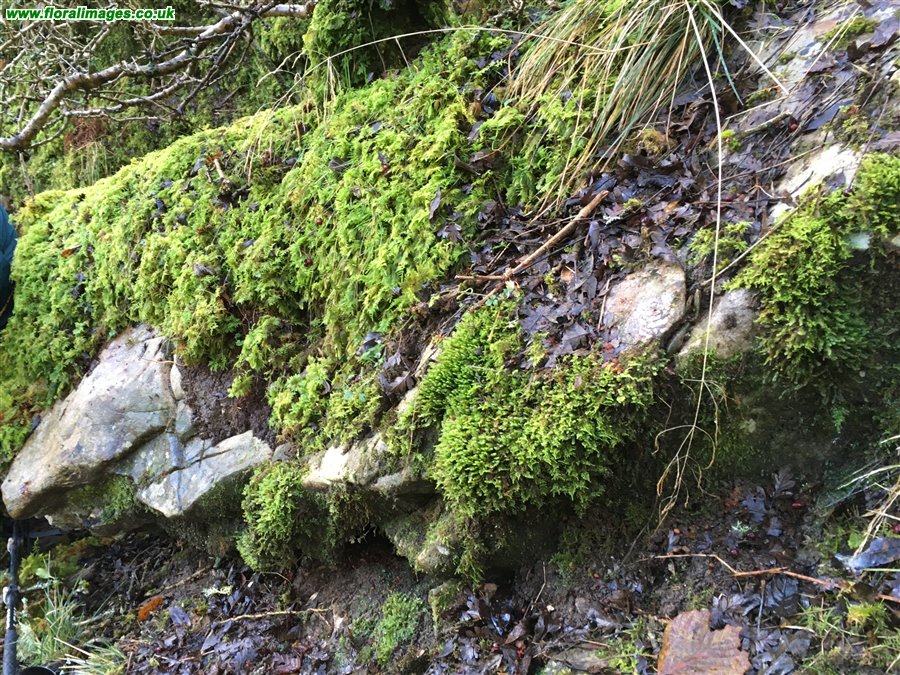 Hymenophyllum wilsonii
