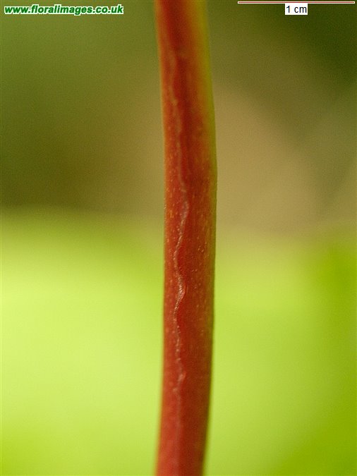 Hypericum androsaemum