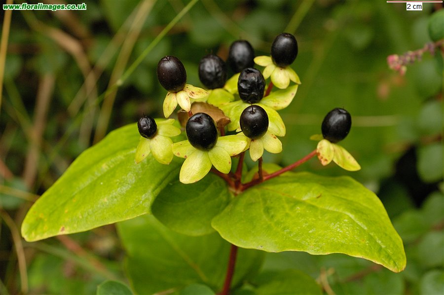 Hypericum androsaemum