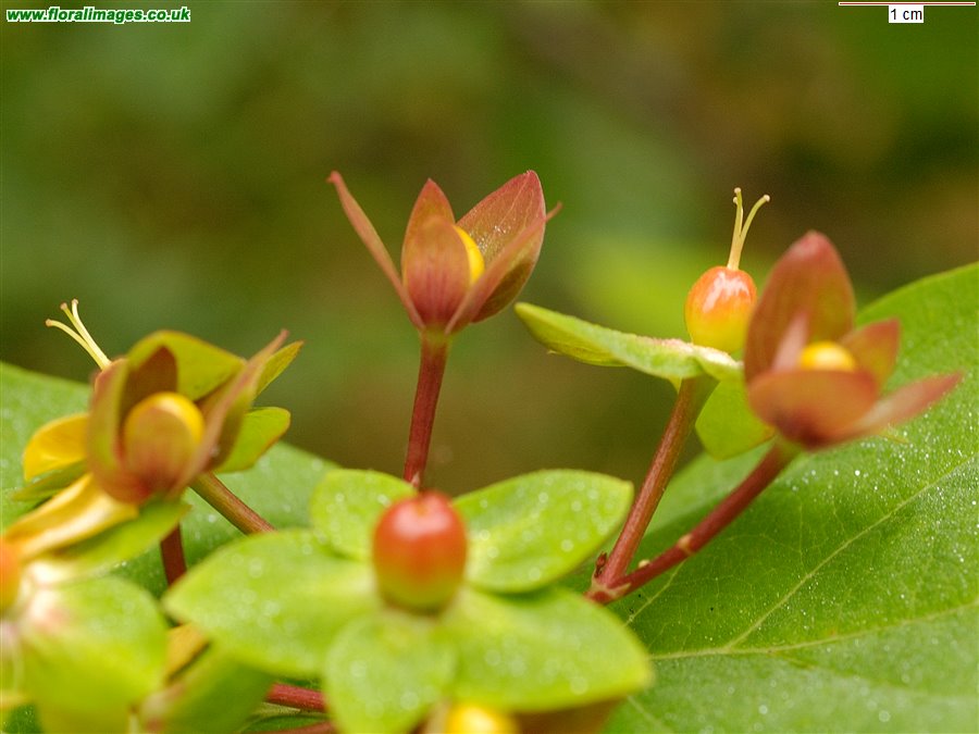 Hypericum hircinum