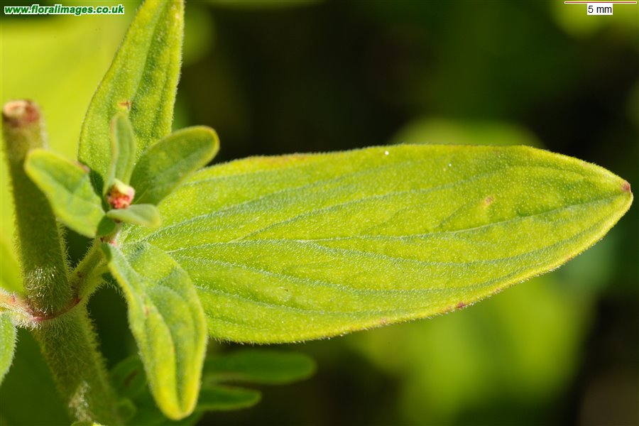 Hypericum hirsutum