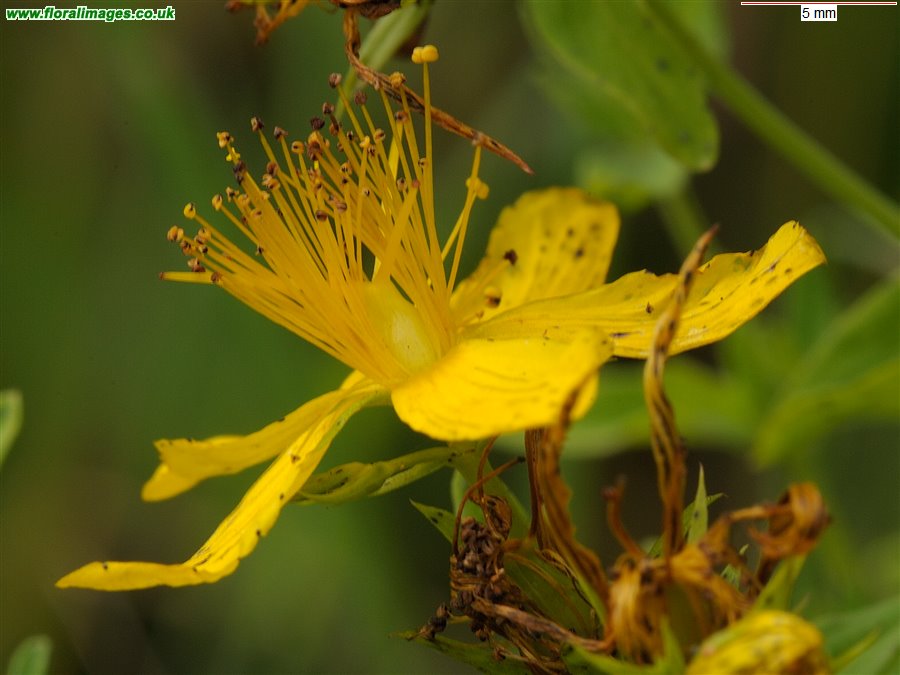 Hypericum perforatum