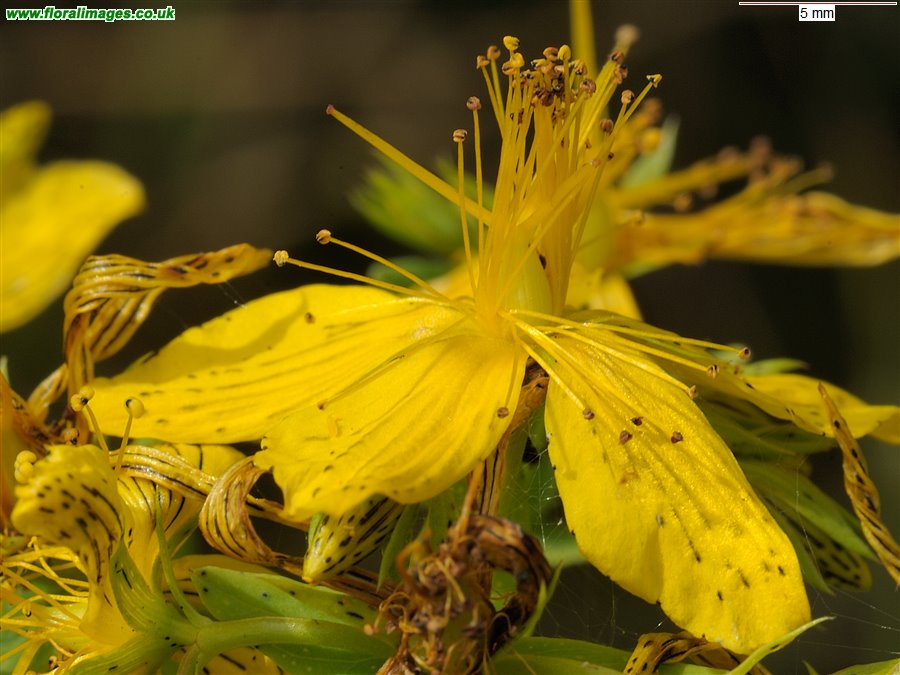 Hypericum perforatum