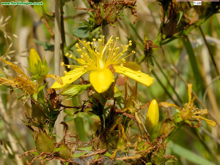 Hypericum perforatum