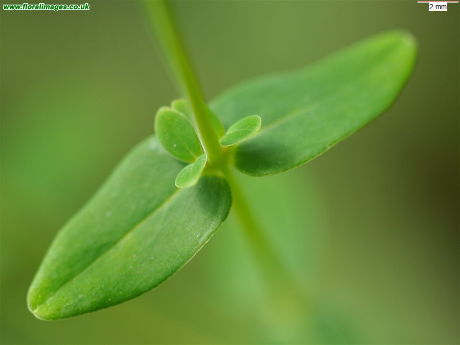 Hypericum pulchrum