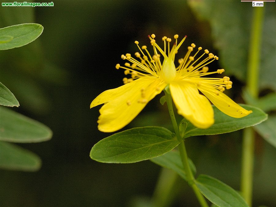 Hypericum x desetangsii