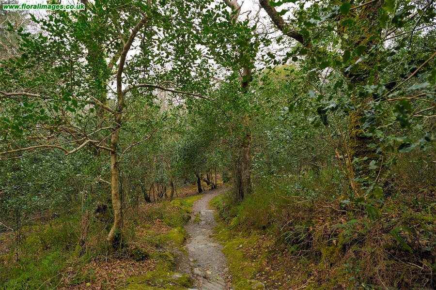 Ilex aquifolium