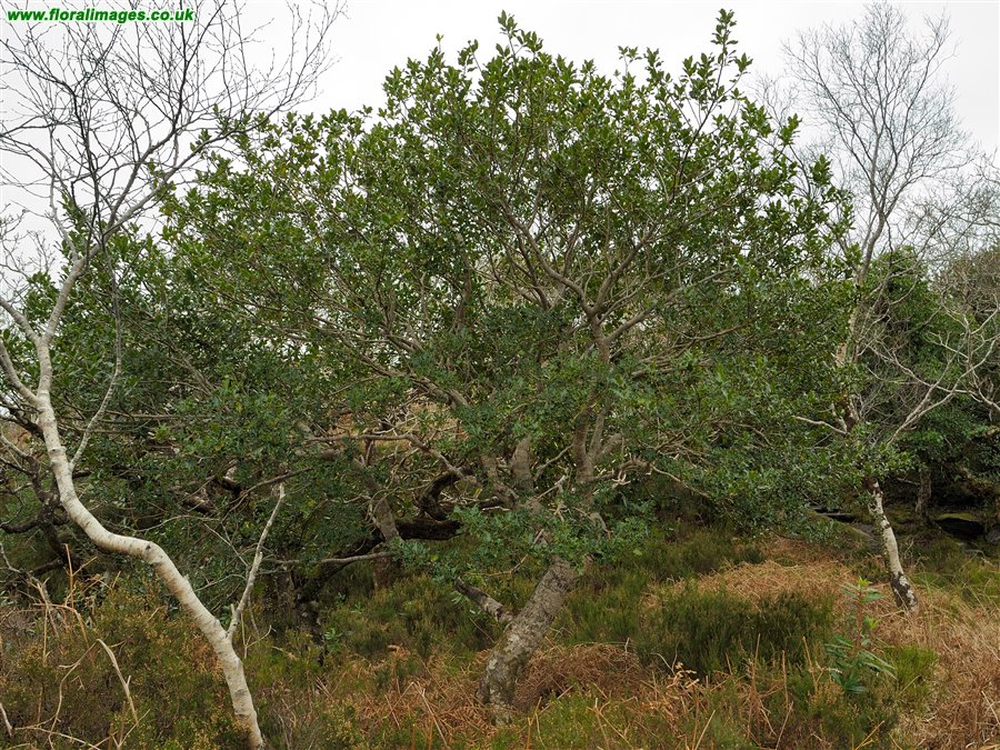Ilex aquifolium