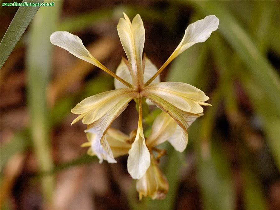 Iris foetidissima