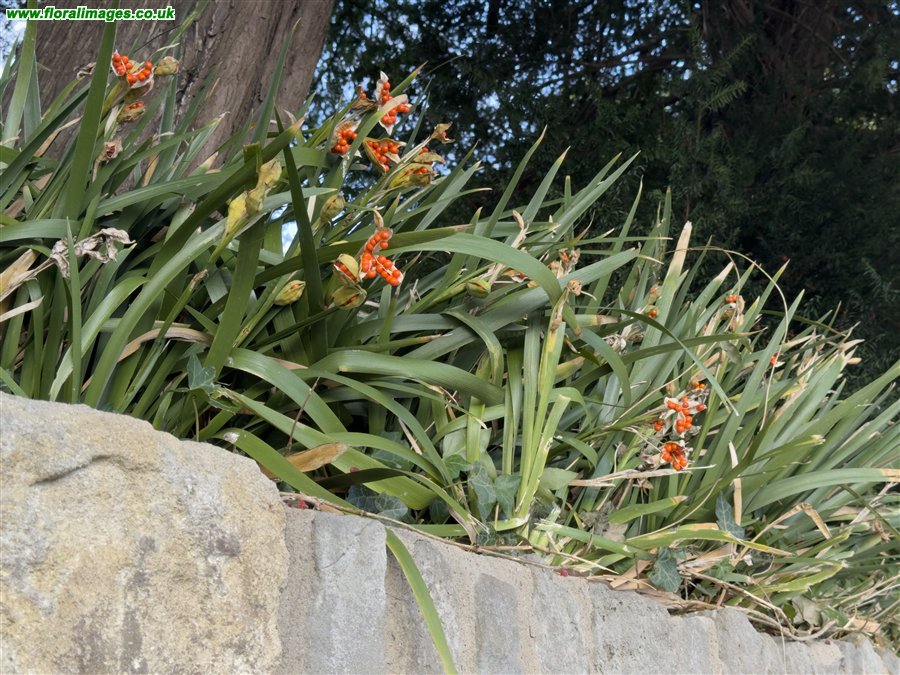Iris foetidissima