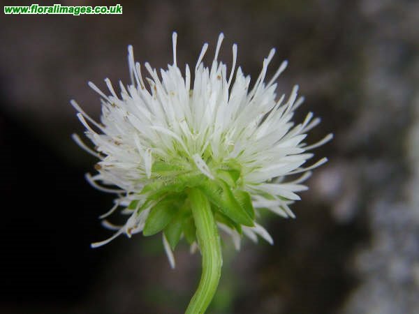 Jasione montana