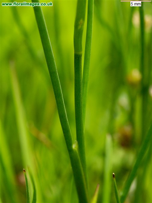 Juncus acutiflorus