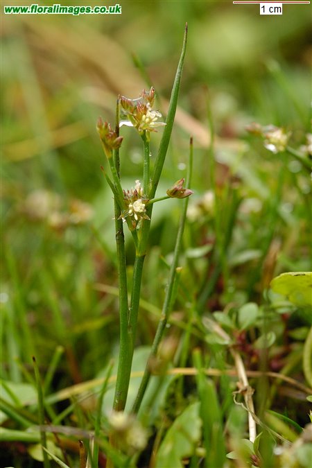 Juncus articulatus