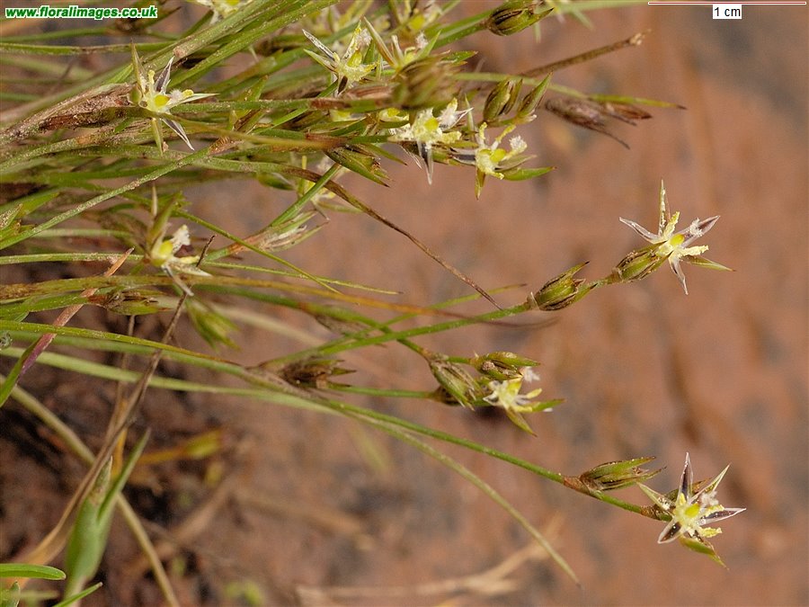Juncus bufonius