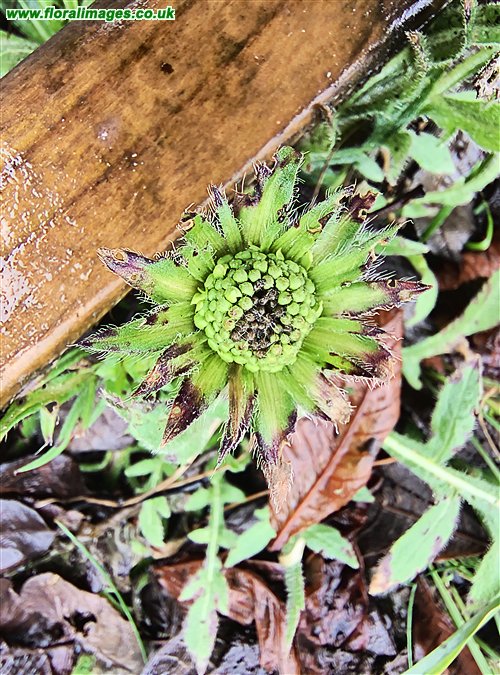 Knautia arvensis