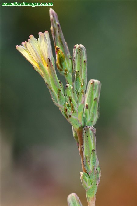 Lactuca saligna