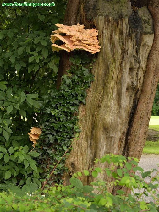 Laetiporus sulphureus