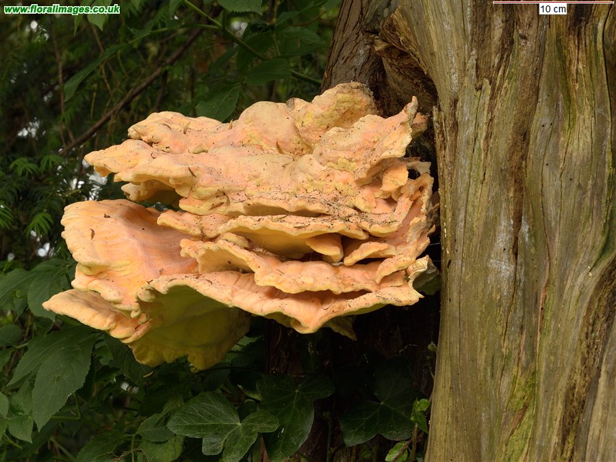 Laetiporus sulphureus