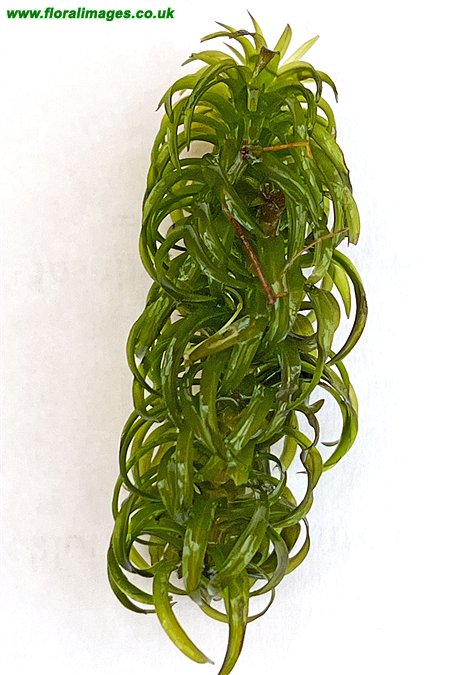 Lagarosiphon major