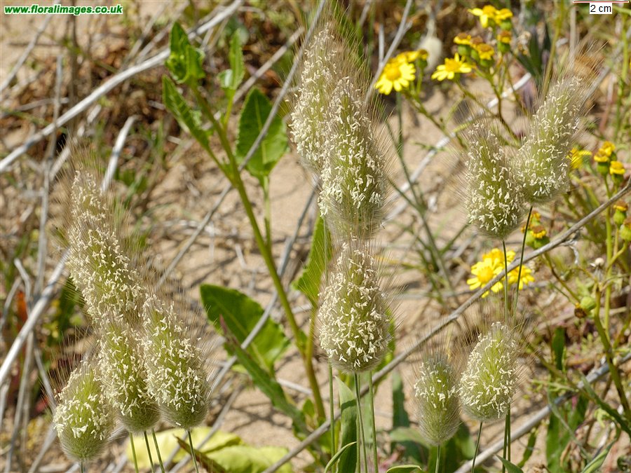 Lagurus ovatus