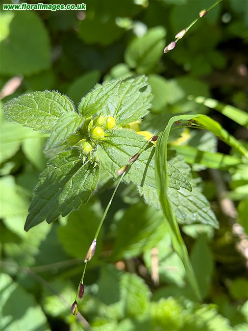 Lamiastrum galeobdolon