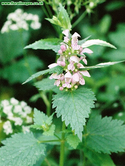 Lamium maculatum