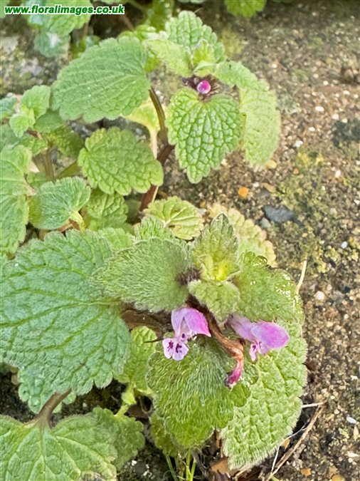 Lamium purpureum