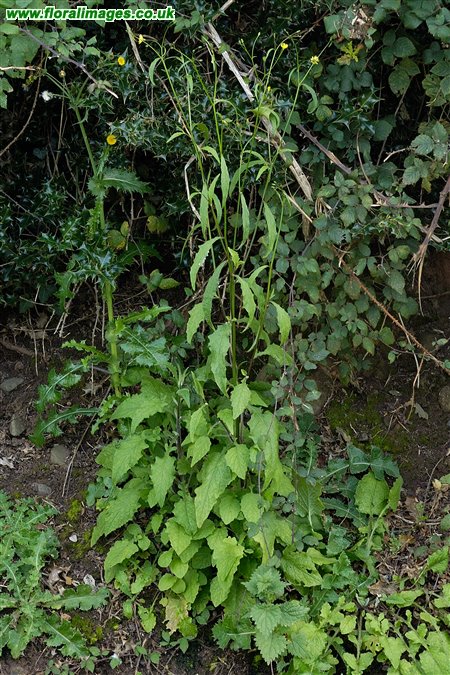 Lapsana communis
