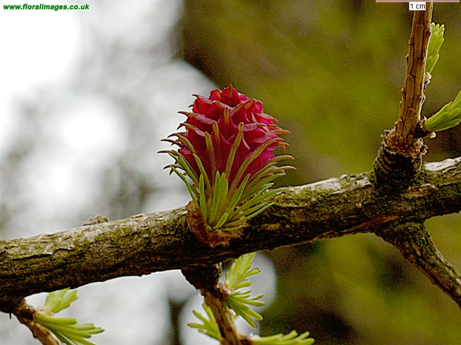 Larix decidua