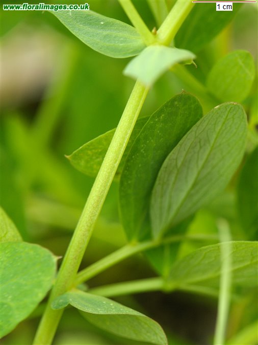 Lathyrus japonicus