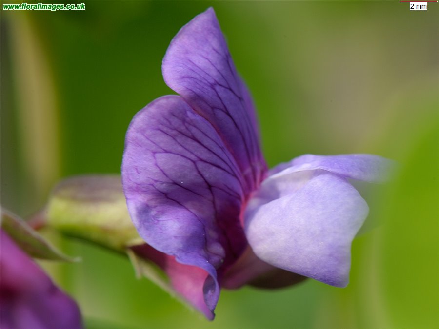 Lathyrus japonicus