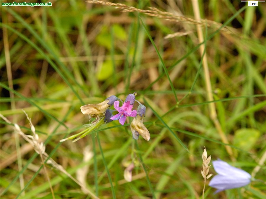 Lathyrus linifolius