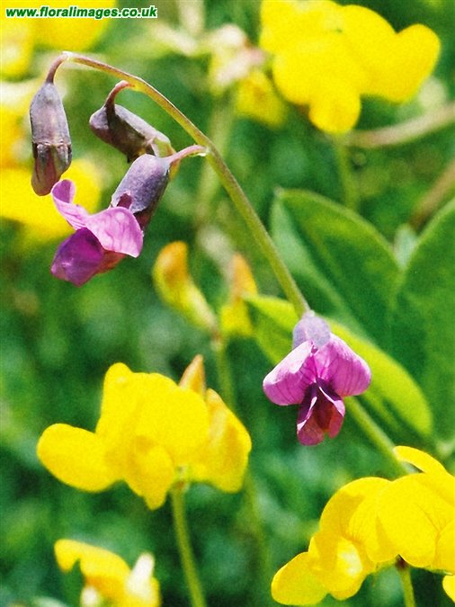 Lathyrus linifolius